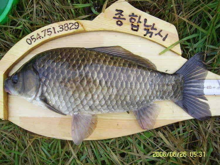 경주권6월26일 425cm 385cm 대물붕어조황입니다 (조황조행기 - 특파원조황)