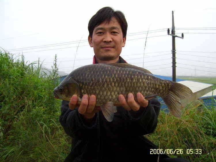 경주권6월26일 425cm 385cm 대물붕어조황입니다 (조황조행기 - 특파원조황)