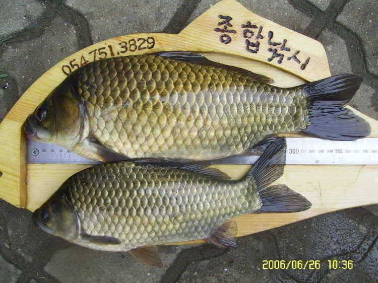 경주권6월26일 425cm 385cm 대물붕어조황입니다 (조황조행기 - 특파원조황)