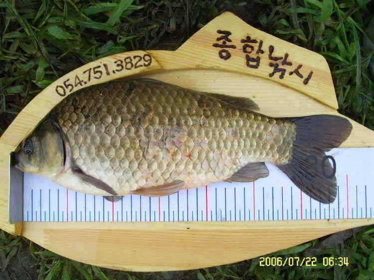 경주권7월 22일 40 36Cmm 조항입니다 (조황조행기 - 특파원조황)