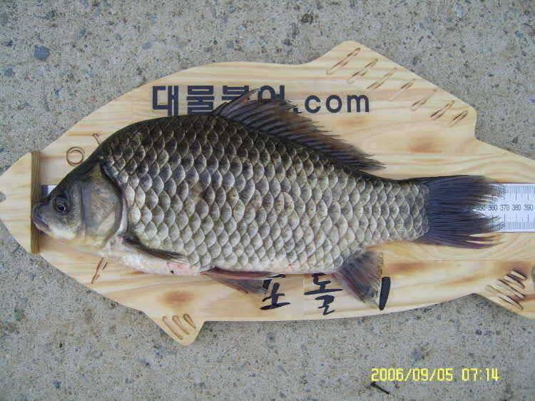 경주권9월5일 375cm 34cm 조황입니다 (조황조행기 - 특파원조황)