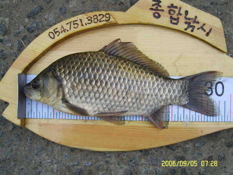 경주권9월5일 375cm 34cm 조황입니다 (조황조행기 - 특파원조황)