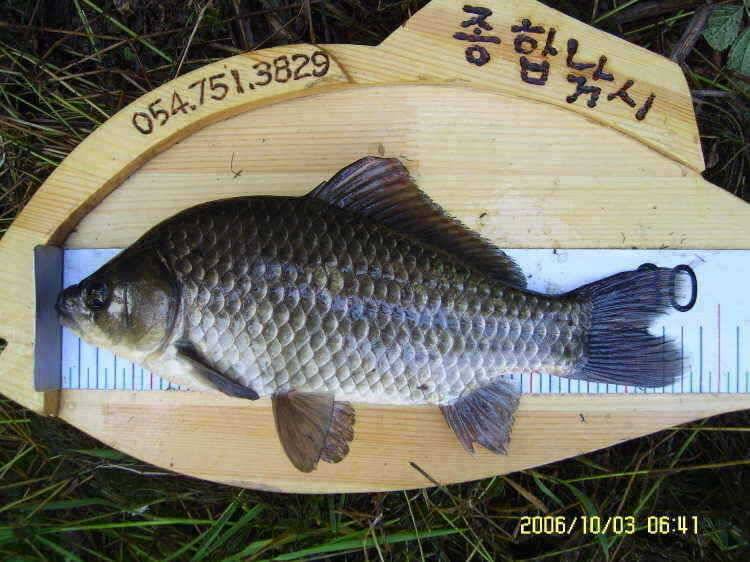 경주권10월3일 조황입니다 (조황조행기 - 특파원조황)