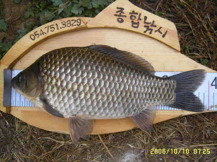 경주권10월910일 4짜조황입니다 (조황조행기 - 특파원조황)