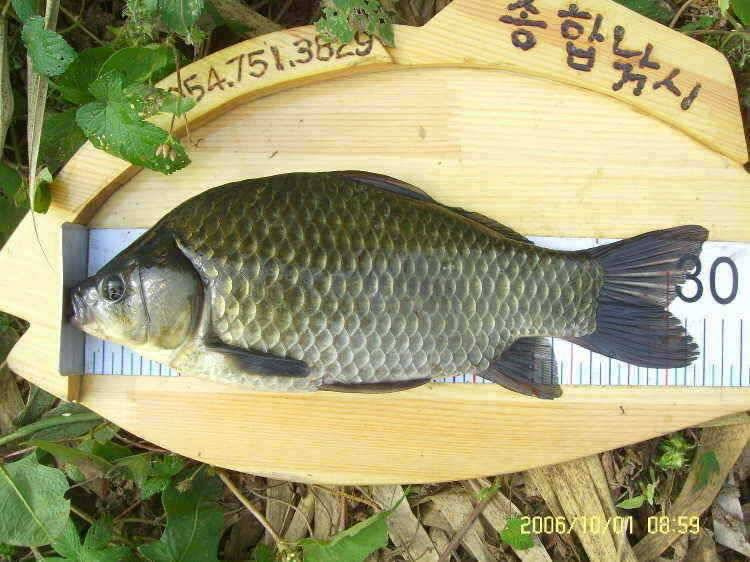 경주권10월1일 조황입니다 (조황조행기 - 특파원조황)