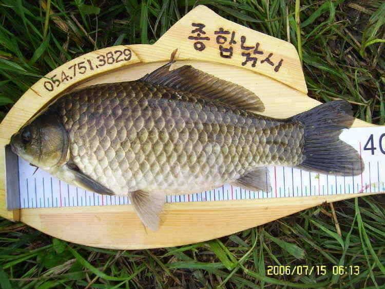 경주권7월15일 41cm 35cm 대물붕어 조황입니다 (조황조행기 - 특파원조황)