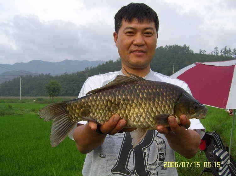 경주권7월15일 41cm 35cm 대물붕어 조황입니다 (조황조행기 - 특파원조황)