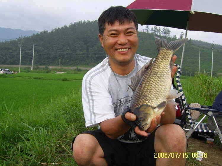 경주권7월15일 41cm 35cm 대물붕어 조황입니다 (조황조행기 - 특파원조황)