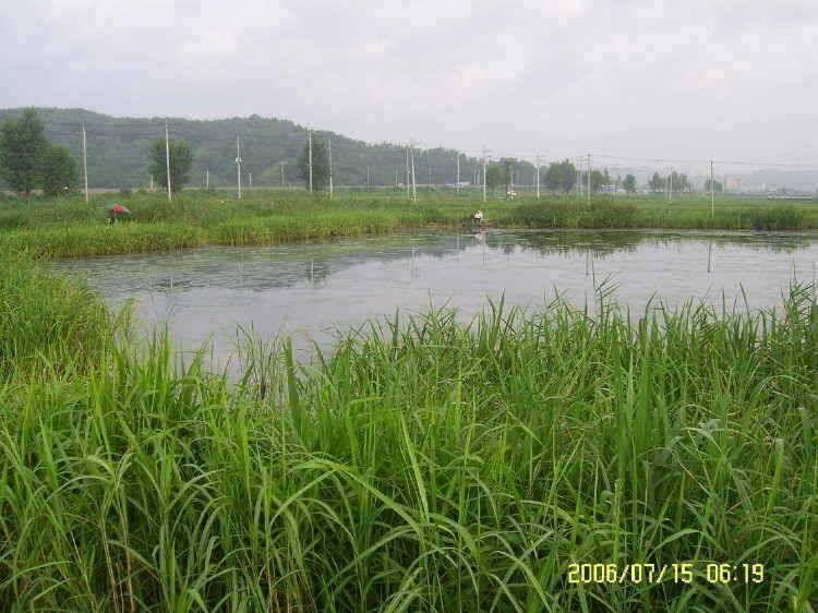 경주권7월15일 41cm 35cm 대물붕어 조황입니다 (조황조행기 - 특파원조황)