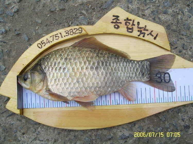 경주권7월15일 41cm 35cm 대물붕어 조황입니다 (조황조행기 - 특파원조황)