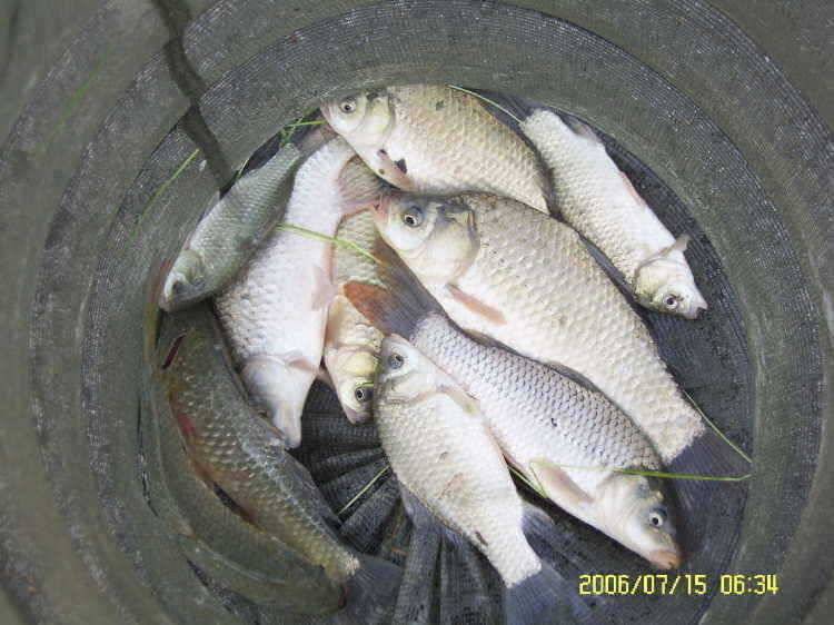 경주권7월15일 41cm 35cm 대물붕어 조황입니다 (조황조행기 - 특파원조황)