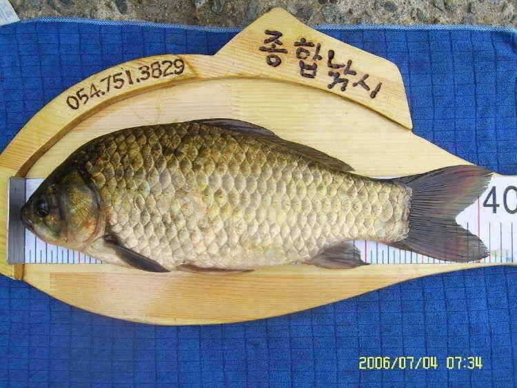 경주권7월4일 415cm 대물붕어 조황입니다 (조황조행기 - 특파원조황)
