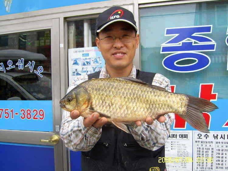 경주권7월4일 415cm 대물붕어 조황입니다 (조황조행기 - 특파원조황)