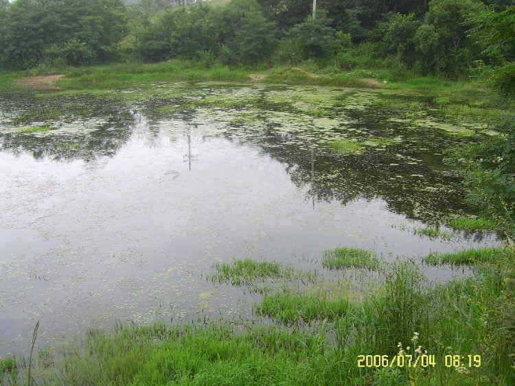 경주권7월4일 415cm 대물붕어 조황입니다 (조황조행기 - 특파원조황)