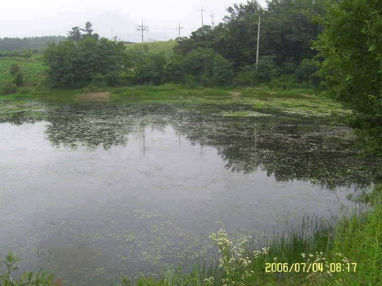 경주권7월4일 415cm 대물붕어 조황입니다 (조황조행기 - 특파원조황)