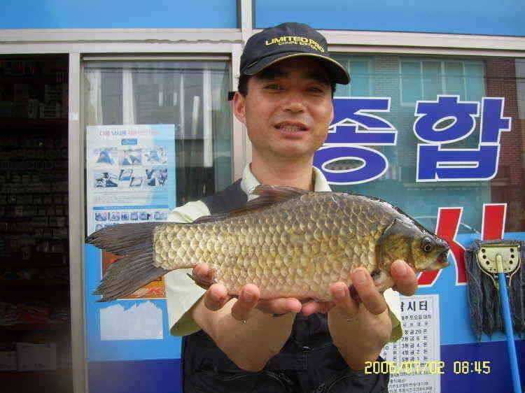 경주권7월4일 415cm 대물붕어 조황입니다 (조황조행기 - 특파원조황)
