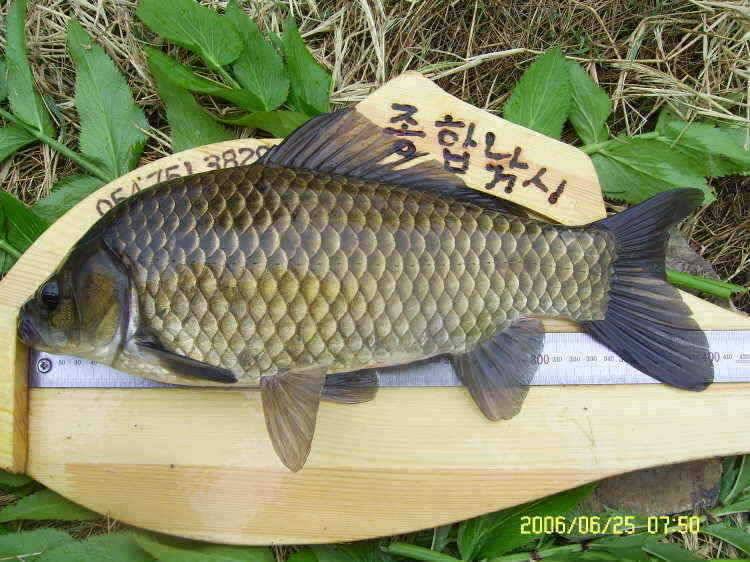경주권6월25일 415cm 41cm 조황입니다 (조황조행기 - 특파원조황)