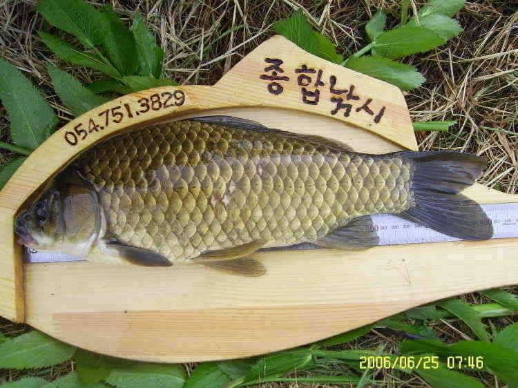 경주권6월25일 415cm 41cm 조황입니다 (조황조행기 - 특파원조황)