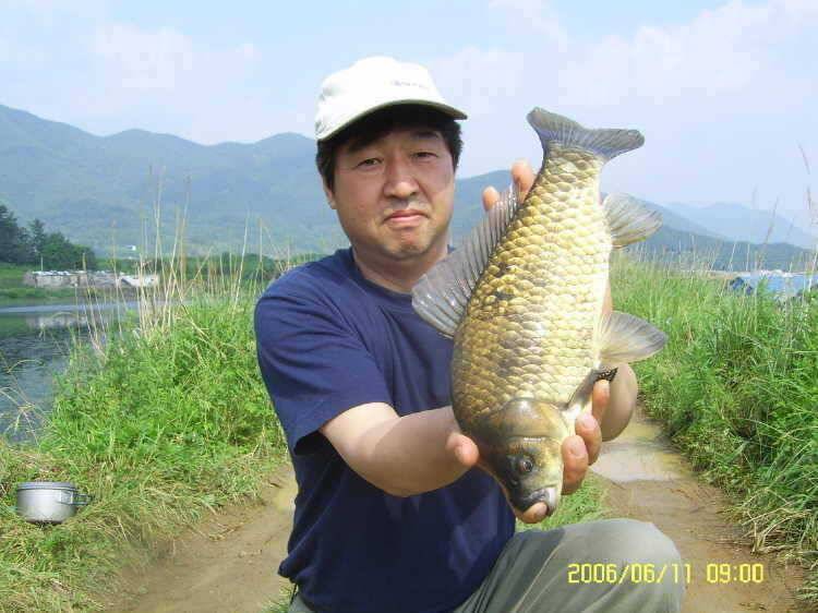 경주권6월11일 42 40 36 35cm 대물붕어 퍼레이드 조황입니다 (조황조행기 - 특파원조황)