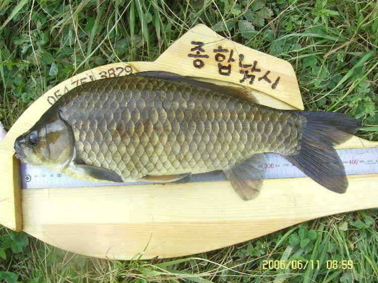 경주권6월11일 42 40 36 35cm 대물붕어 퍼레이드 조황입니다 (조황조행기 - 특파원조황)