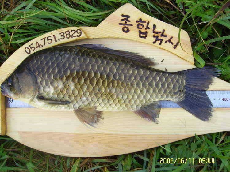 경주권6월11일 42 40 36 35cm 대물붕어 퍼레이드 조황입니다 (조황조행기 - 특파원조황)