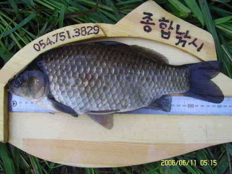 경주권6월11일 42 40 36 35cm 대물붕어 퍼레이드 조황입니다 (조황조행기 - 특파원조황)