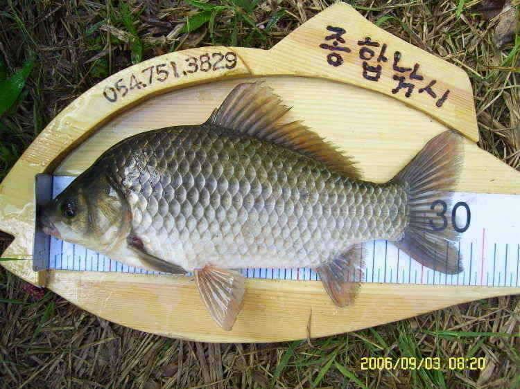 경주권9월3일 조황입니다 (조황조행기 - 특파원조황)