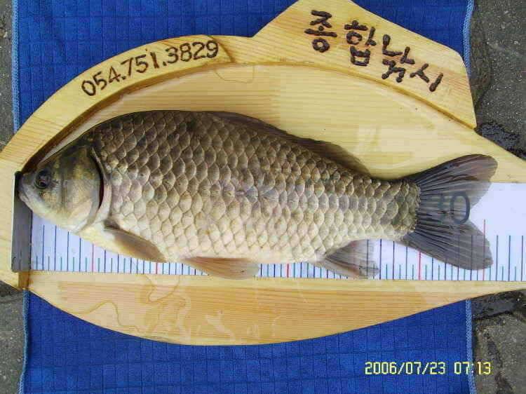 경주권7월23일 조황입니다 (조황조행기 - 특파원조황)