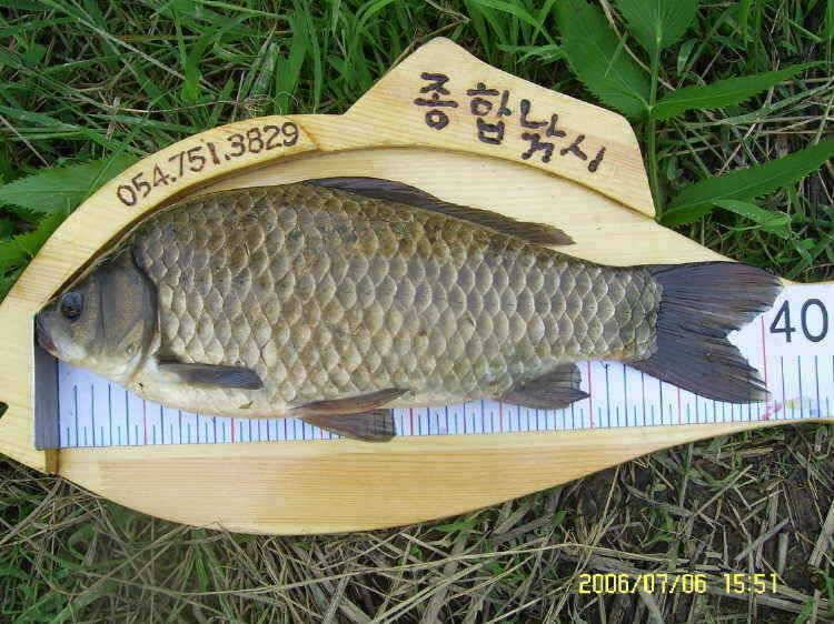 경주권7월6일 이어지는 41cm 대물붕어조황입니다 (조황조행기 - 특파원조황)