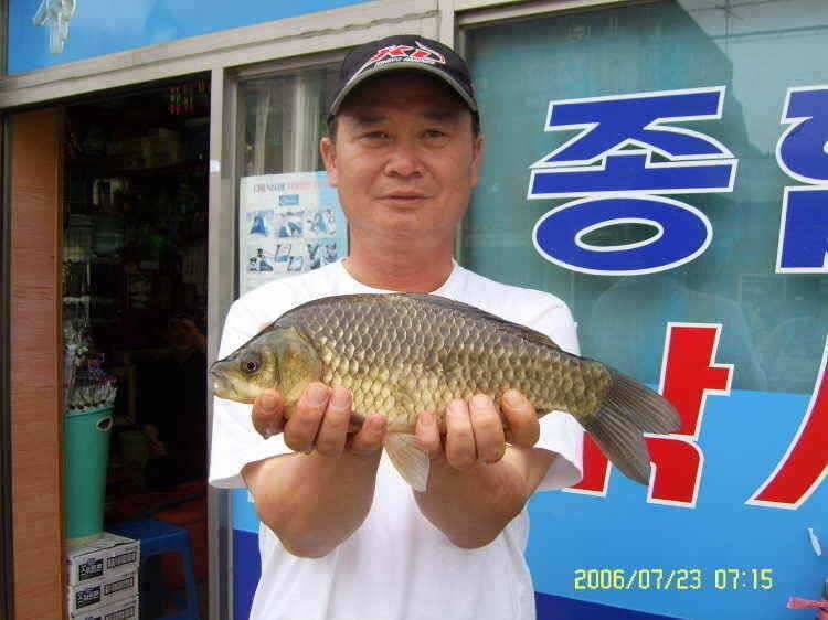 경주권7월23일 조황입니다 (조황조행기 - 특파원조황)