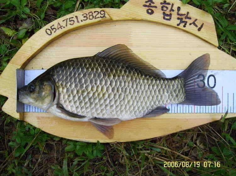 경주권8월20일 조황입니다 (조황조행기 - 특파원조황)