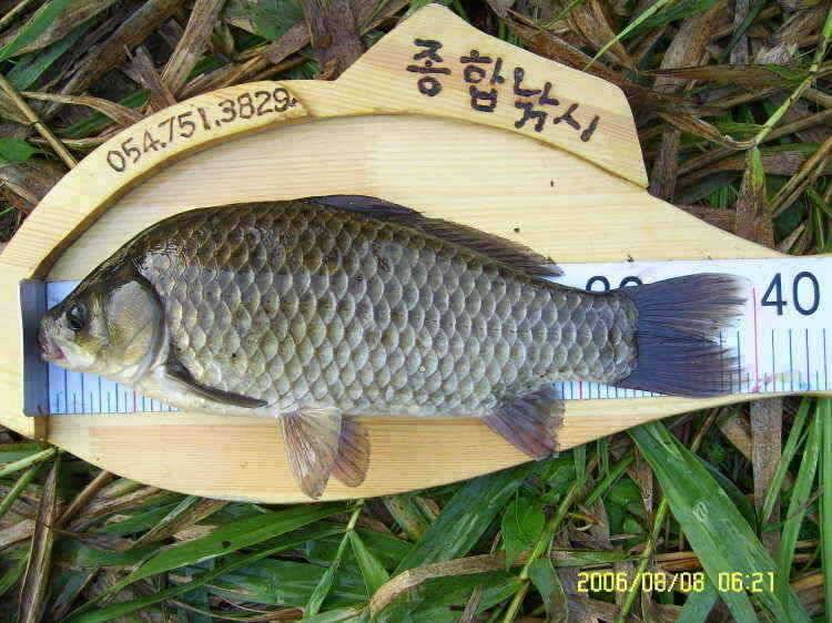 경주권8월8일 40cm대물붕어 조황입니다 (조황조행기 - 특파원조황)