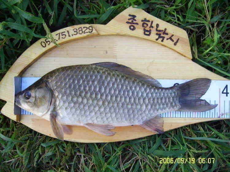 경주권9월19일 397cm대물붕어 조황입니다 (조황조행기 - 특파원조황)