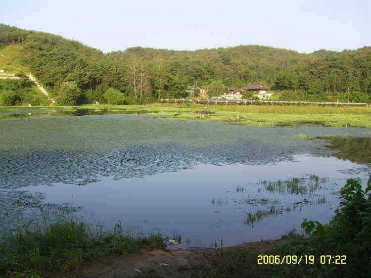 경주권9월19일 397cm대물붕어 조황입니다 (조황조행기 - 특파원조황)