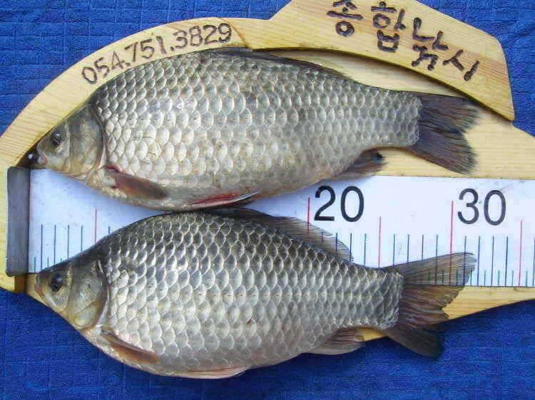 경주권 3월19일 조황입니다 (조황조행기 - 특파원조황)
