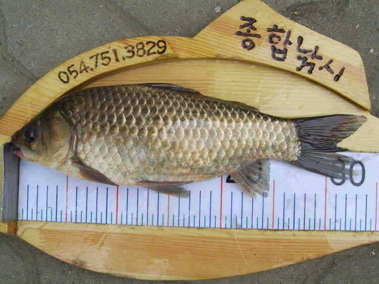 경주권 3월3일 월척조황입니다 (조황조행기 - 특파원조황)