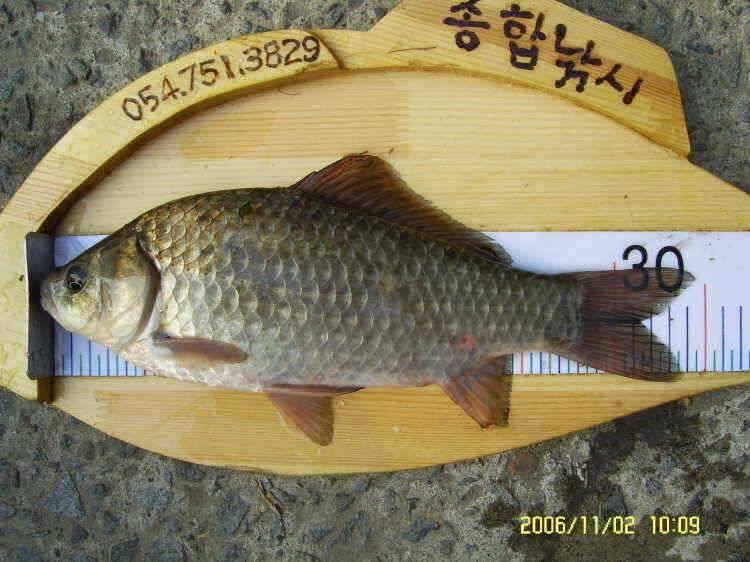 경주권11월23일 월척 조황입니다 (조황조행기 - 특파원조황)