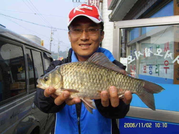 경주권11월23일 월척 조황입니다 (조황조행기 - 특파원조황)