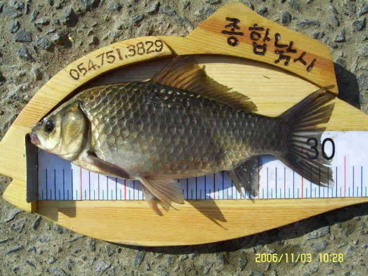 경주권11월23일 월척 조황입니다 (조황조행기 - 특파원조황)