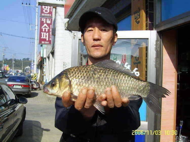 경주권11월23일 월척 조황입니다 (조황조행기 - 특파원조황)