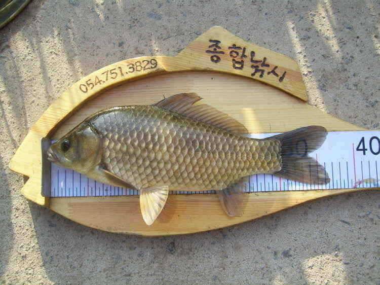 경주권 5월25일 월척붕어조황입니다 (조황조행기 - 특파원조황)