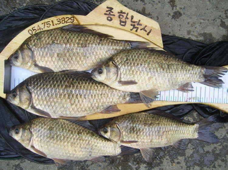 경주권 5월7일 어제 이어 42 43 4짜대물 조황입니다 (조황조행기 - 특파원조황)