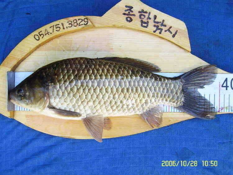 경주권10월28일 407cm 대물붕어 조황입니다 (조황조행기 - 특파원조황)