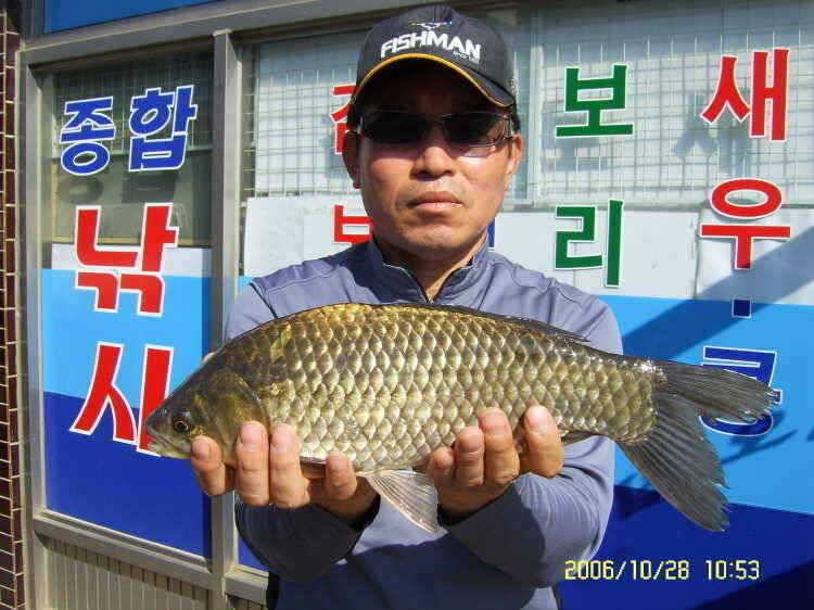 경주권10월28일 407cm 대물붕어 조황입니다 (조황조행기 - 특파원조황)