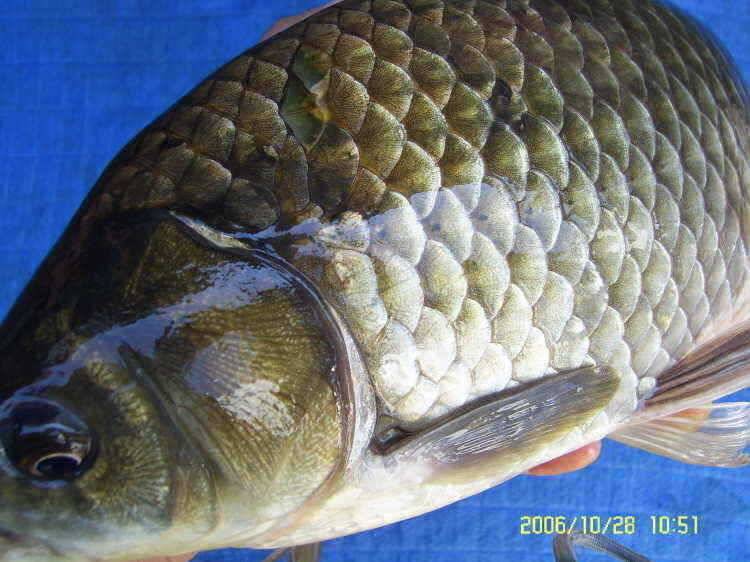경주권10월28일 407cm 대물붕어 조황입니다 (조황조행기 - 특파원조황)