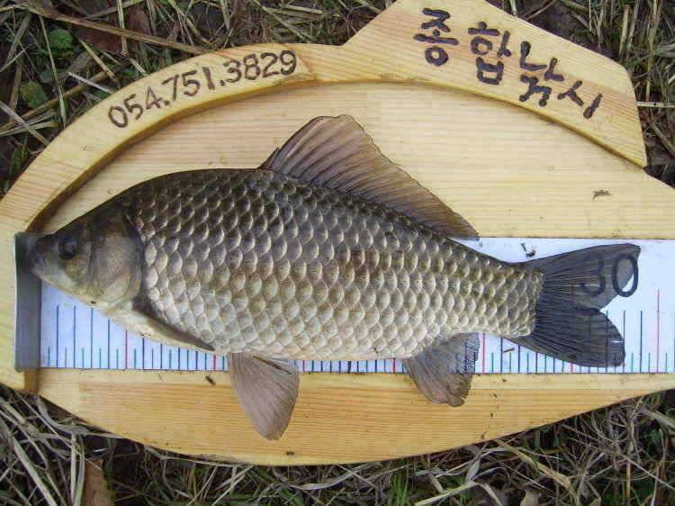 경주권 3월29일 월척붕어조황입니다 (조황조행기 - 특파원조황)