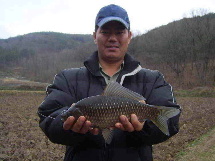 경주권 3월29일 월척붕어조황입니다 (조황조행기 - 특파원조황)