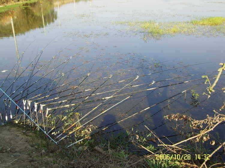 경주권10월28일 407cm 대물붕어 조황입니다 (조황조행기 - 특파원조황)