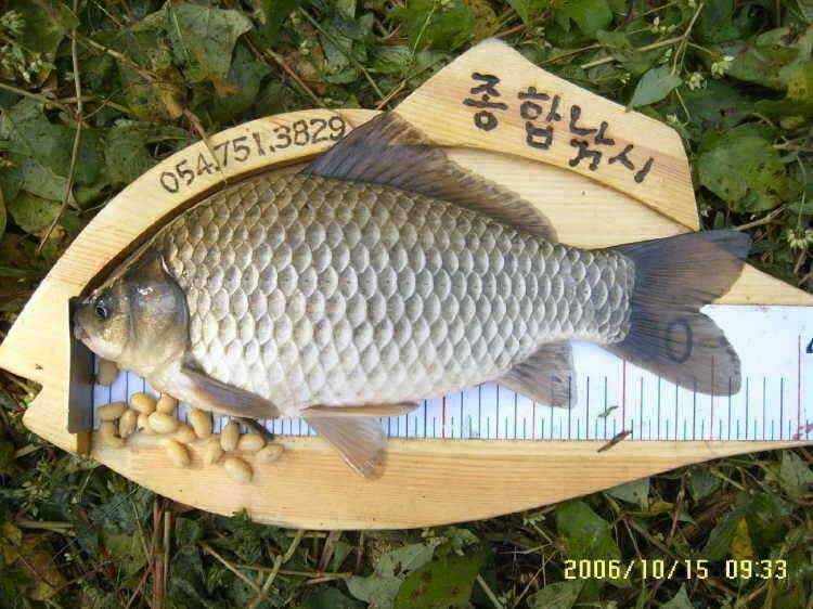 경주권10월14일 15일 38cm 대물붕어 조황입니다 (조황조행기 - 특파원조황)