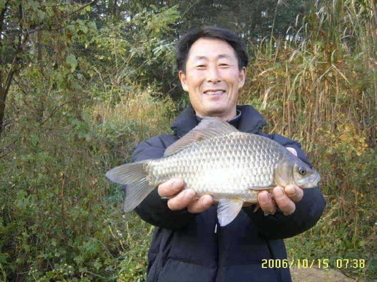경주권10월14일 15일 38cm 대물붕어 조황입니다 (조황조행기 - 특파원조황)